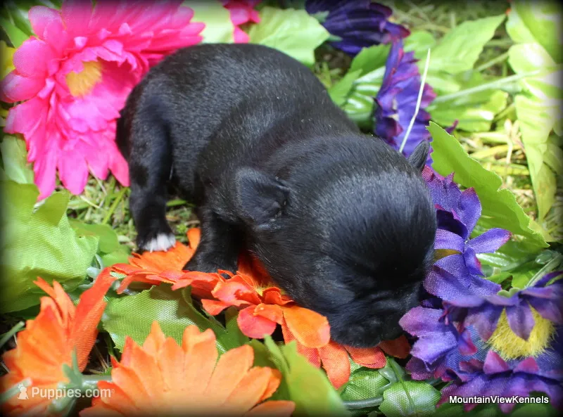 Petite Rain – Chihuahua puppy for sale in Wister, OK