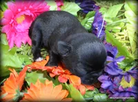 Petite Rain, a female Chihuahua for sale in Wister, OK – 1 of 3