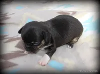 Pita, a female Chihuahua for sale in Wister, OK – Photo 2 of 3