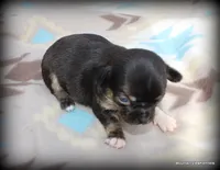 Pita, a female Chihuahua for sale in Wister, OK – Photo 1 of 3