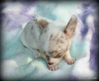 Lavender merle Carlos, a male Chihuahua for sale in Wister, OK – 3 of 6