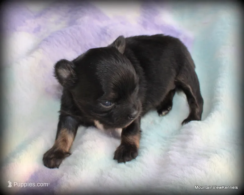 Peso – Chihuahua puppy for sale in Wister, OK