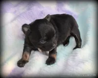 Peso, a male Chihuahua for sale in Wister, OK – 1 of 4