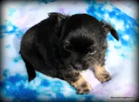 Fluffy long hair Peso, a male Chihuahua for sale in Wister, OK – 3 of 7