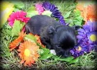 Killian, a male Chihuahua for sale in Wister, OK – Photo 2 of 3