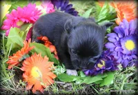 Killian, a male Chihuahua for sale in Wister, OK – Photo 3 of 3
