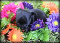 Killian, a male Chihuahua for sale in Wister, OK – Photo 1 of 3