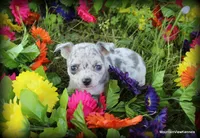 Merle Lavender Mesa, a male Chihuahua for sale in Wister, OK – 1 of 3