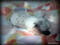 Lavender merle Carlos, a male Chihuahua for sale in Wister, OK – 3 of 3