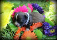 Petite long hair Reba, a female Chihuahua for sale in Wister, OK – 3 of 3
