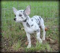 Merle Lavender Mesa, a male Chihuahua for sale in Wister, OK – 2 of 6