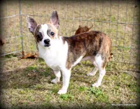 Brindle Cisco, a male Chihuahua for sale in Wister, OK – Photo 1 of 7