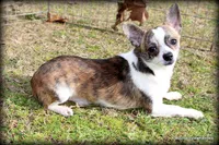 Brindle Cisco, a male Chihuahua for sale in Wister, OK – Photo 2 of 7