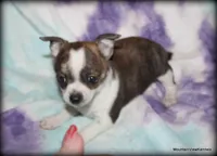 Brindle Cisco, a male Chihuahua for sale in Wister, OK – Photo 3 of 7