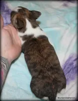 Brindle Cisco, a male Chihuahua for sale in Wister, OK – Photo 5 of 7