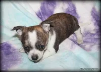 Brindle Cisco, a male Chihuahua for sale in Wister, OK – Photo 4 of 7