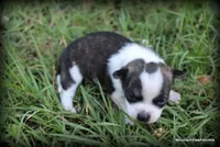 Brindle Cisco, a male Chihuahua for sale in Wister, OK – Photo 6 of 7