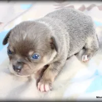 Lavender Paco, a male Chihuahua for sale in Wister, OK – Photo 3 of 3