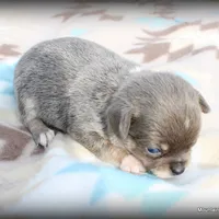 Lavender Paco, a male Chihuahua for sale in Wister, OK – Photo 2 of 3