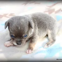Lavender Paco, a male Chihuahua for sale in Wister, OK – Photo 1 of 3