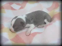 Blue Jinx, a male Chihuahua for sale in Wister, OK – 3 of 3