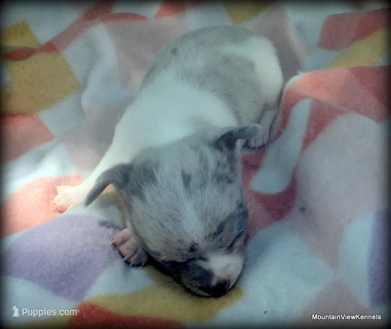 Lavender merle Carlos – Chihuahua puppy for sale in Wister, OK