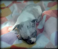 Lavender merle Carlos, a male Chihuahua for sale in Wister, OK – 1 of 3