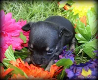 Petite Khloe, a female Chihuahua for sale in Wister, OK – Photo 3 of 3