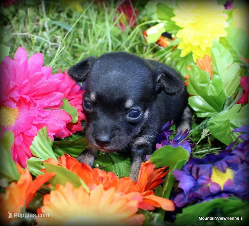 Petite Khloe, a female Chihuahua for sale in Wister, OK – Photo 1 of 3