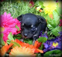 Petite Khloe, a female Chihuahua for sale in Wister, OK – Photo 1 of 3