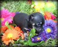 Petite Khloe, a female Chihuahua for sale in Wister, OK – Photo 2 of 3