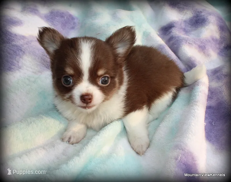 Long hair chocolate Chaz – Chihuahua puppy for sale in Wister, OK