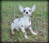Merle Lavender Mesa, a male Chihuahua for sale in Wister, OK – 3 of 6