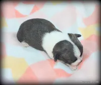 Brindle Jace, a male Chihuahua for sale in Wister, OK – 3 of 3