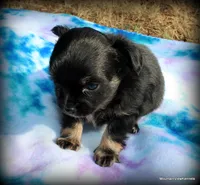 Fluffy long hair Peso, a male Chihuahua for sale in Wister, OK – 2 of 7