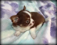 Long hair chocolate Chaz, a male Chihuahua for sale in Wister, OK – 6 of 10