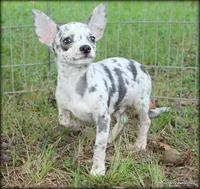 Merle Lavender Mesa, a male Chihuahua for sale in Wister, OK – 1 of 6