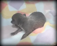 Refined Jasper Blue, a male Chihuahua for sale in Wister, OK – 3 of 3