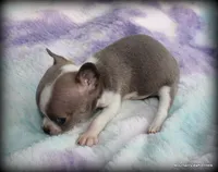 Petite Blue Jinx, a male Chihuahua for sale in Wister, OK – 3 of 6