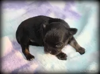 Peso, a male Chihuahua for sale in Wister, OK – 4 of 4