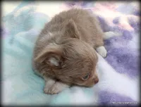 Lavender Long hair Chico, a male Chihuahua for sale in Wister, OK – 7 of 10