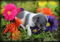 Kai, a male Chihuahua for sale in Wister, OK – Photo 4 of 4