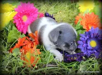 Kai, a male Chihuahua for sale in Wister, OK – Photo 3 of 4