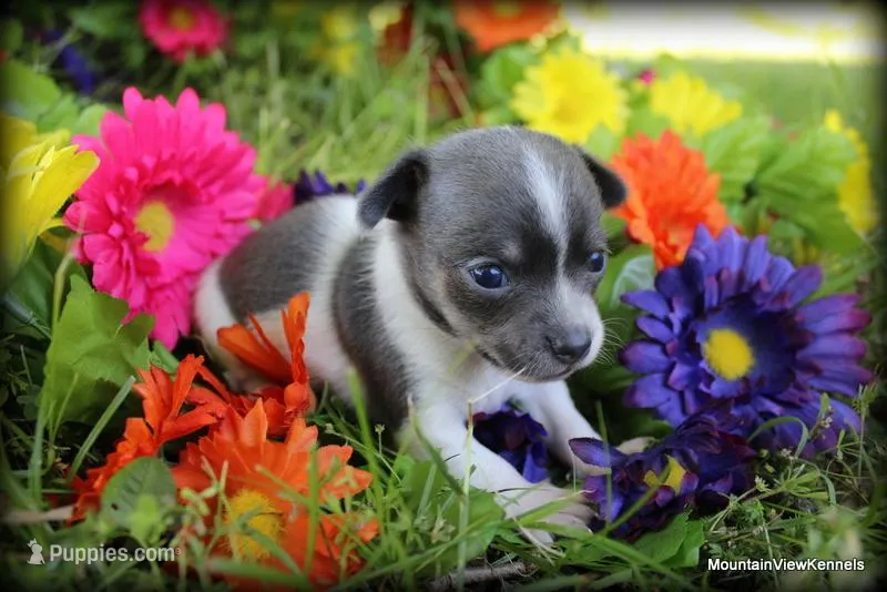 Kai, a male Chihuahua for sale in Wister, OK – Photo 1 of 4