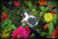 Kai, a male Chihuahua for sale in Wister, OK – Photo 2 of 4