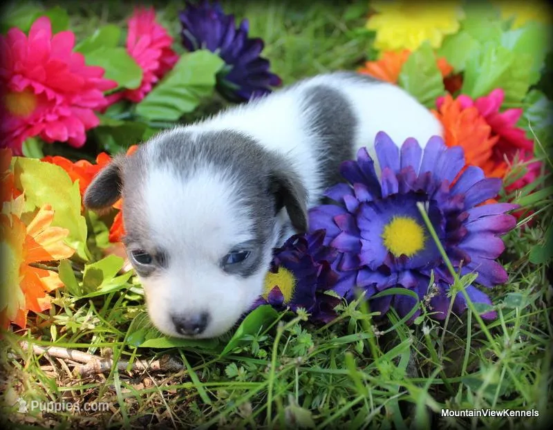 Kenna Blue, a female Chihuahua for sale in Wister, OK – Photo 1 of 3