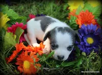 Kenna Blue, a female Chihuahua for sale in Wister, OK – Photo 3 of 3