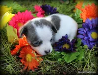 Kenna Blue, a female Chihuahua for sale in Wister, OK – Photo 2 of 3