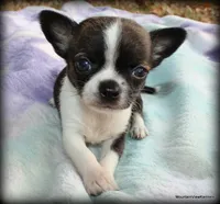 Refined Brindle Jace, a male Chihuahua for sale in Wister, OK – 3 of 6