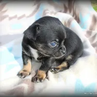 Colby, a male Chihuahua for sale in Wister, OK – Photo 2 of 3